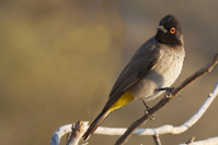 Pycnonotus nigricans